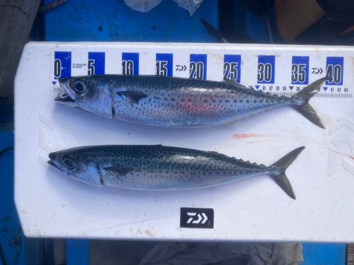 サバの釣果
