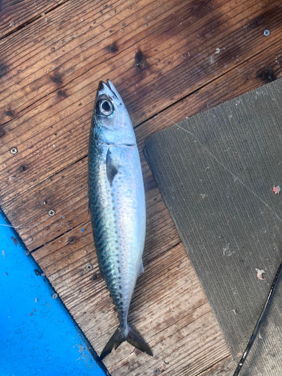 アングラーナーヒャンさんの釣果 2枚目の画像