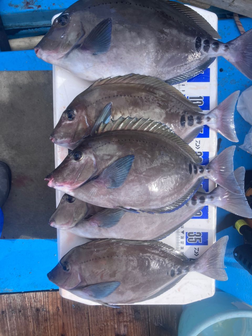 アングラーナーヒャンさんの釣果 3枚目の画像