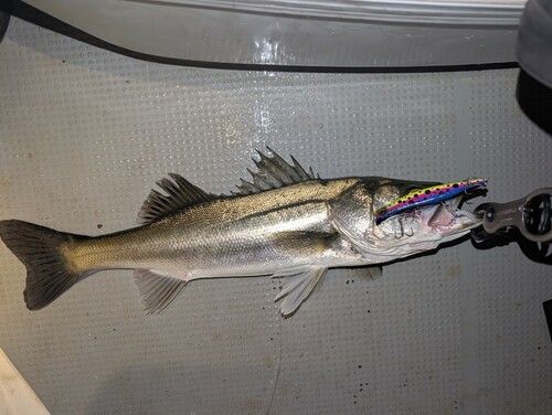 シーバスの釣果