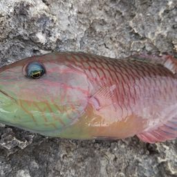 ミツバモチノウオ