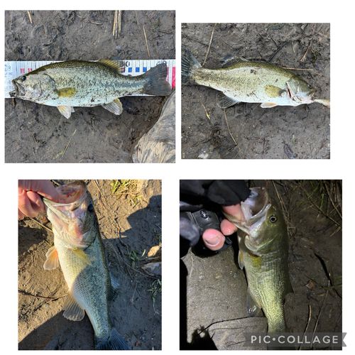 ブラックバスの釣果