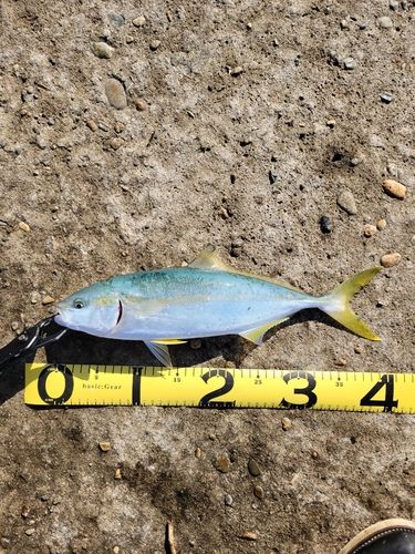 フクラギの釣果