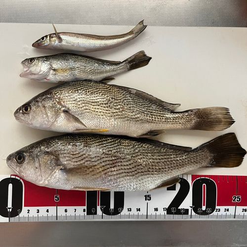 オオニベの釣果