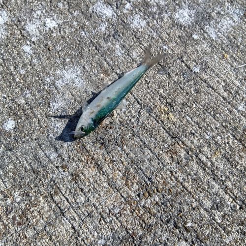 ママカリの釣果