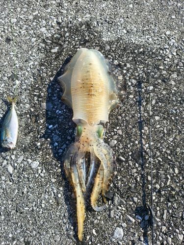 アオリイカの釣果