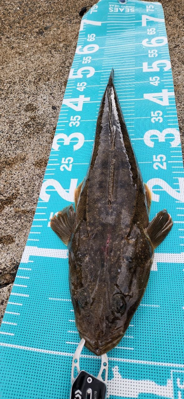 SHIMANO ネッサ BB S1102MMHの最安値・インプレ・釣果 | 本音の口コミ