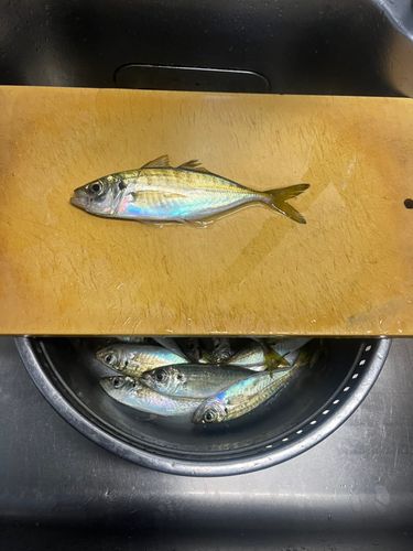 アジの釣果