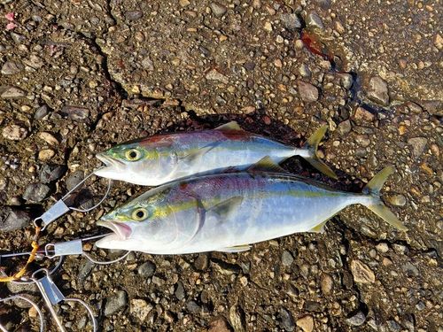 フクラギの釣果