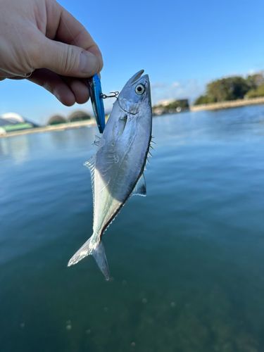 イケカツオの釣果