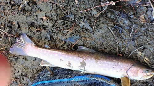 アメマスの釣果