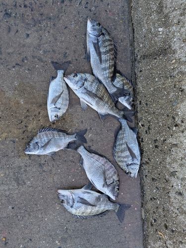 チヌの釣果