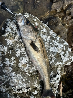 マルスズキの釣果