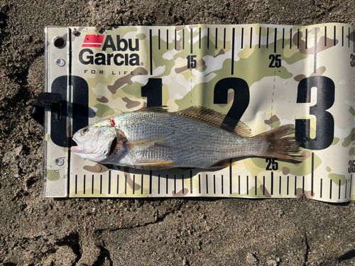 イシモチの釣果