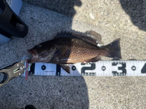 オオモンハタの釣果