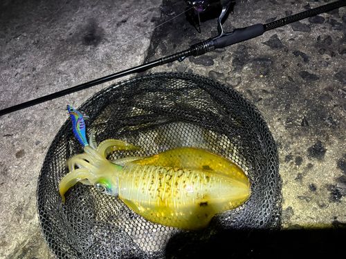 アオリイカの釣果