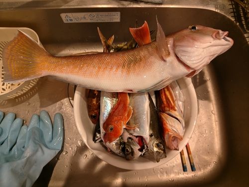 アマダイの釣果