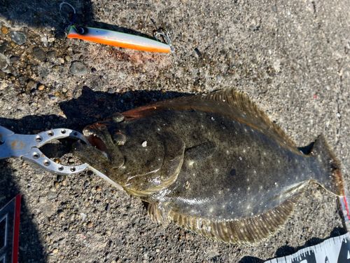 ヒラメの釣果