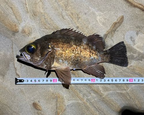 メバルの釣果