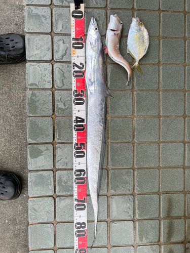 タチウオの釣果