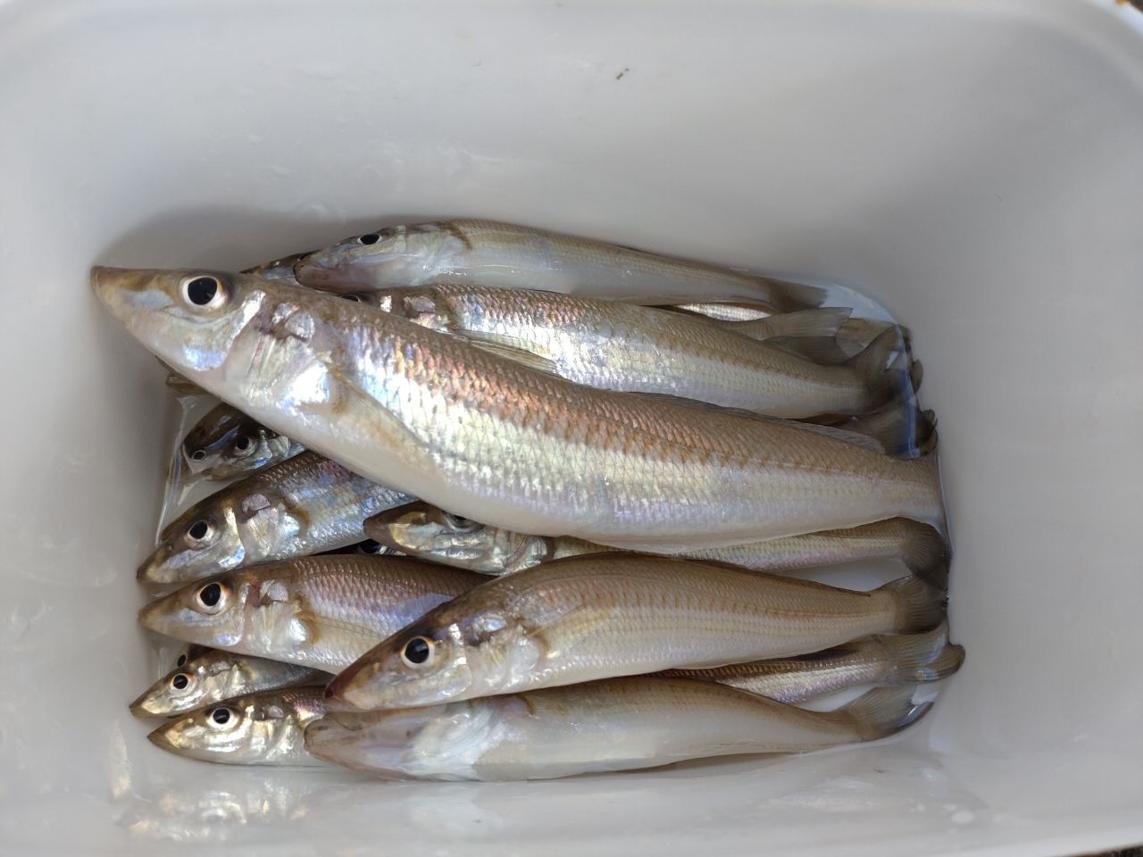 DAIWA 17ウインドサーフ 35 細糸の最安値・インプレ・釣果 | 本音の