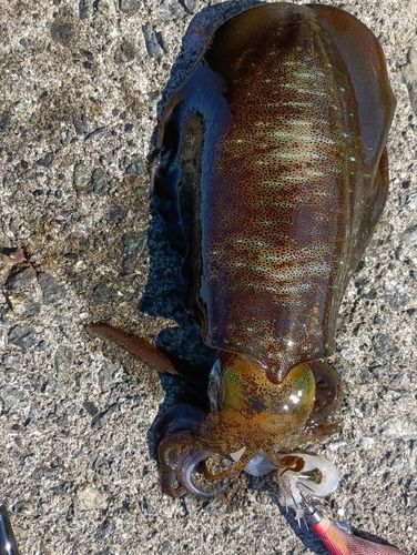 アオリイカの釣果