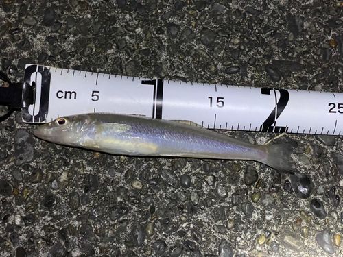 シロギスの釣果