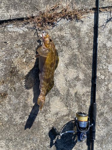 アイナメの釣果