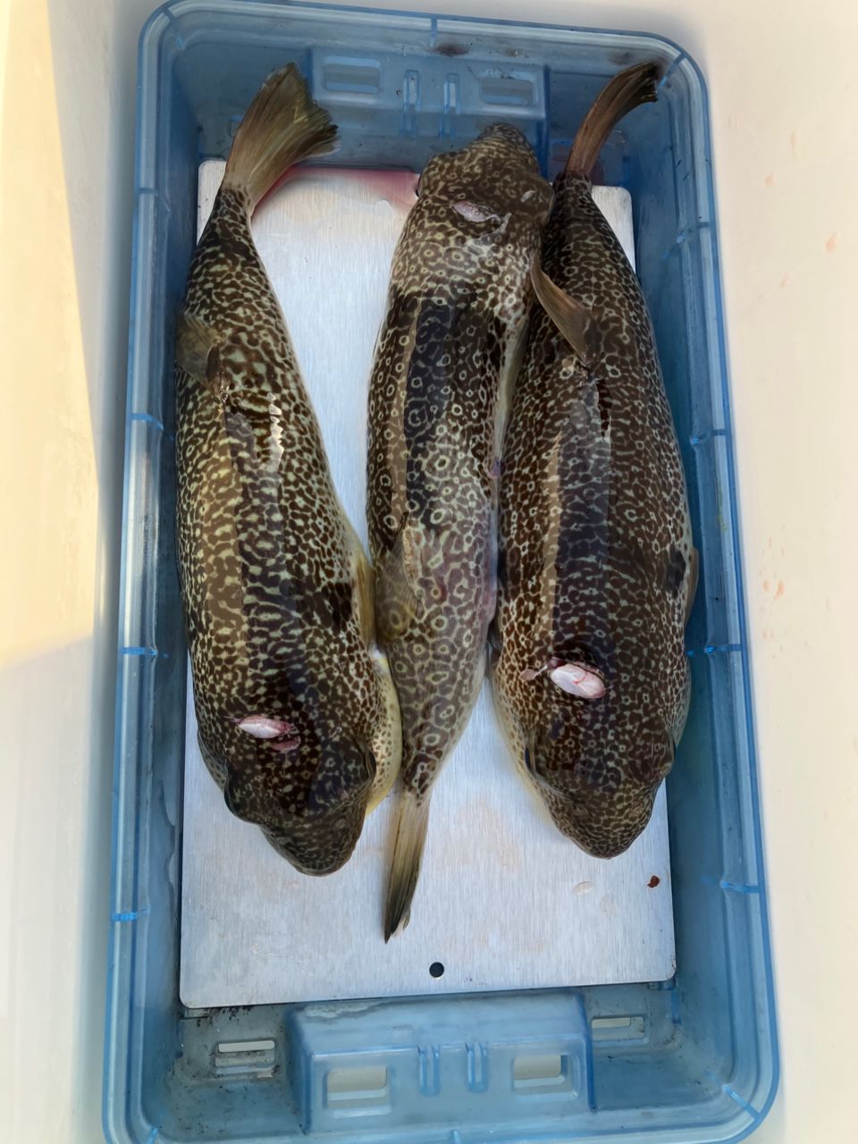 kunisanさんの釣果 2枚目の画像