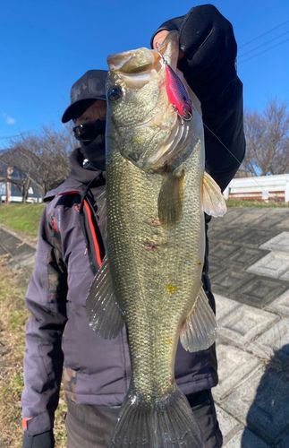 ラージマウスバスの釣果