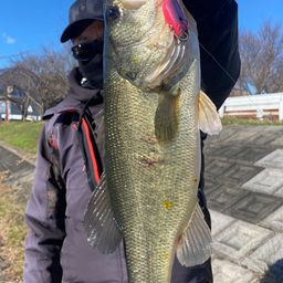 ラージマウスバス