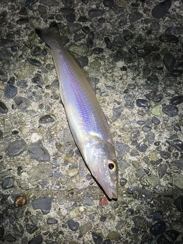 シロギスの釣果