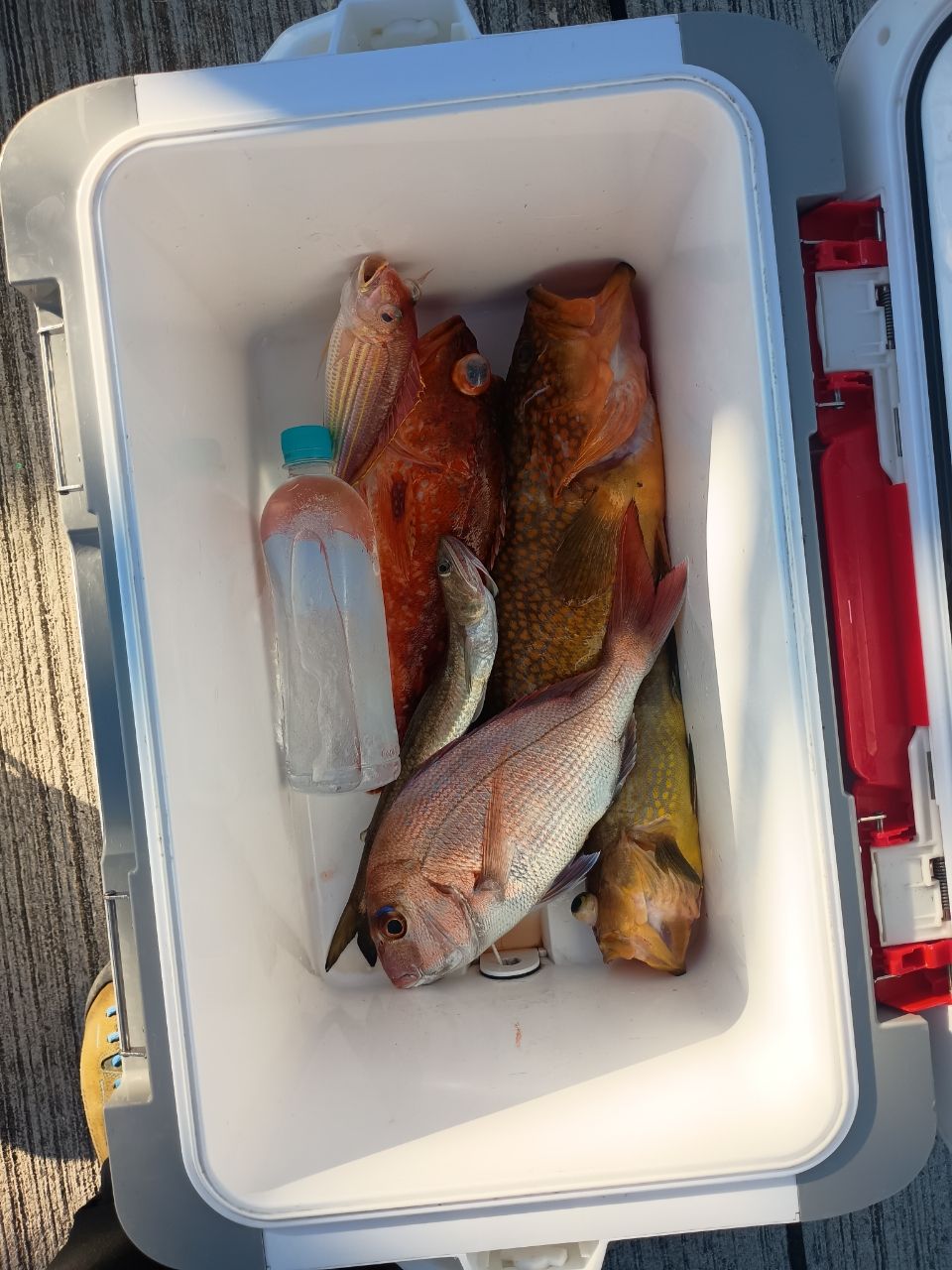 ThreeSevenさんの釣果 1枚目の画像