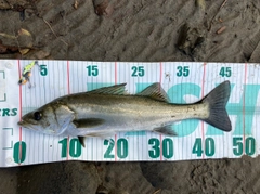 セイゴ（マルスズキ）の釣果