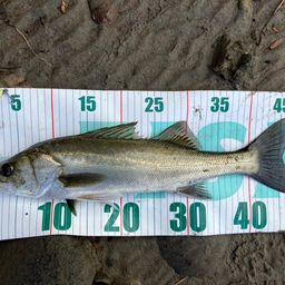 セイゴ（マルスズキ）