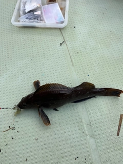 アイナメの釣果