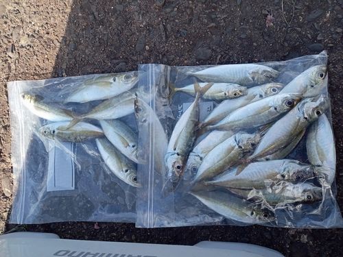 アジの釣果