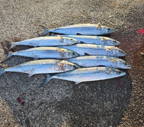 サゴシの釣果
