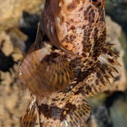 タケノコメバル