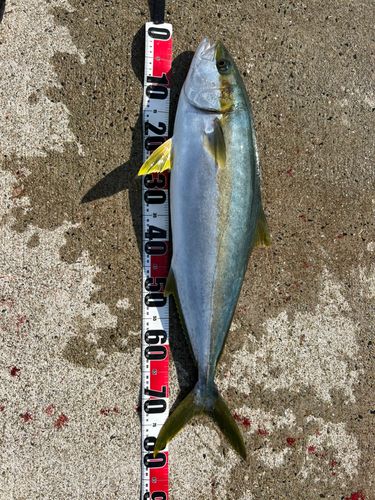 ヒラマサの釣果