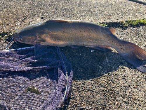 アメリカナマズの釣果