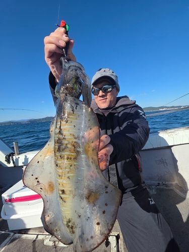 アオリイカの釣果