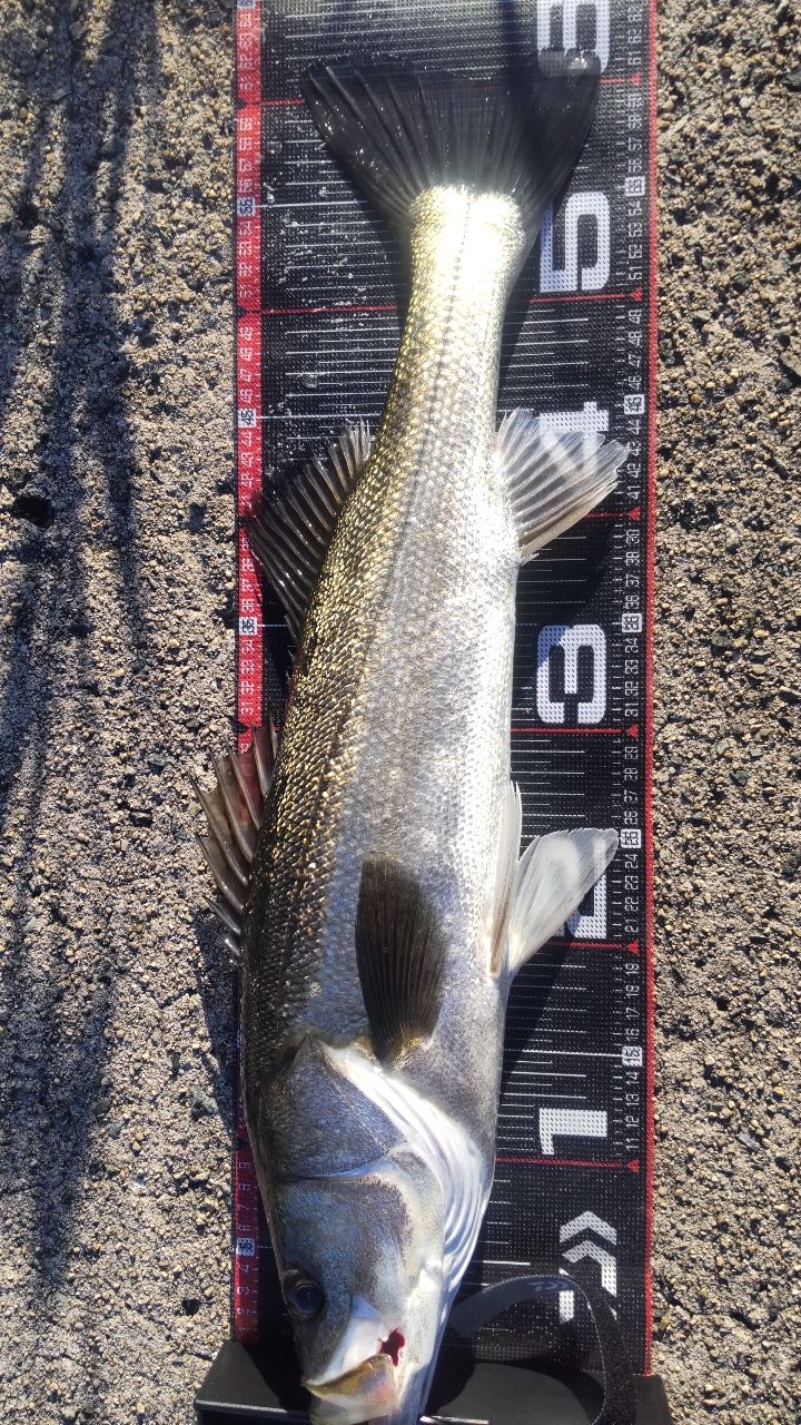 Megabass 空海 CK-92MLSの最安値・インプレ・釣果 | 本音の口コミが