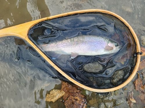 ニジマスの釣果