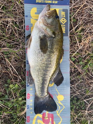 ラージマウスバスの釣果