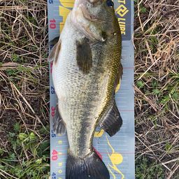 ラージマウスバス