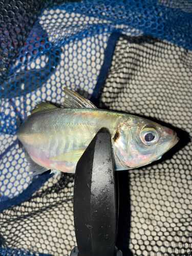 マアジの釣果