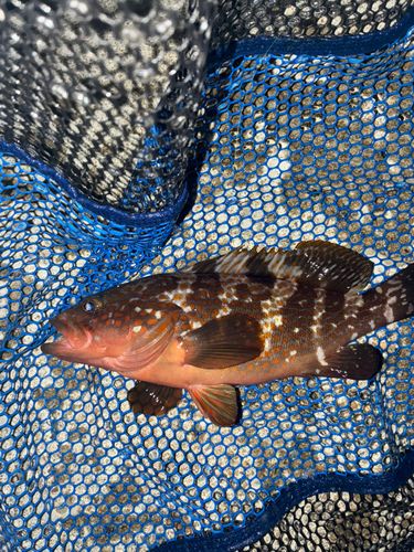 キジハタの釣果