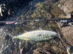 ヒラマサの釣果