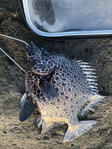 イシガキダイの釣果